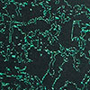 Tatiana Jacket, black/green, swatch